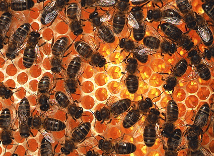 Image: View of honeybees, Apis mellifera, on honeycomb (Photo courtesy Simon Fraser / Science Photo Library).